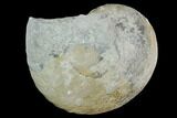 Ammonite (Physodoceras) Fossil - Drügendorf, Germany #125448-1